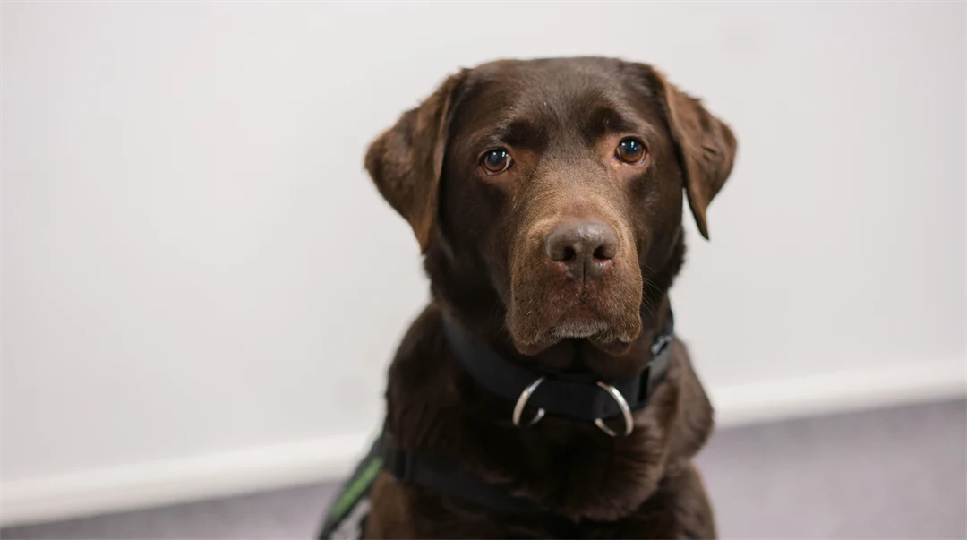 Sociala tjänstehundar