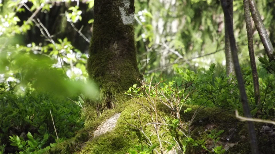 Närbild av skog