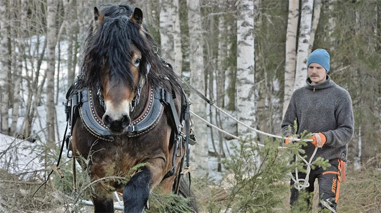 Man walking behind a horse in the forest. 