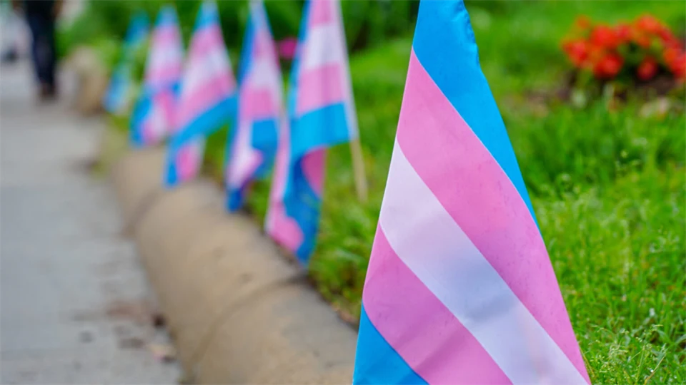 A row of small transgender pride flags stuck into the ground