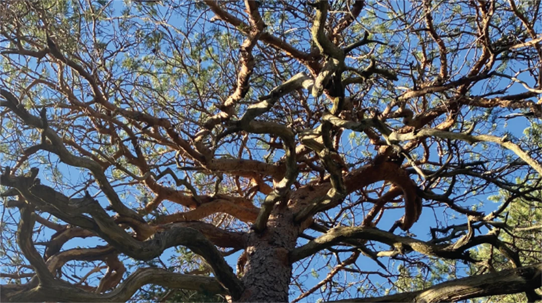 Norra berget friluftsmuseum