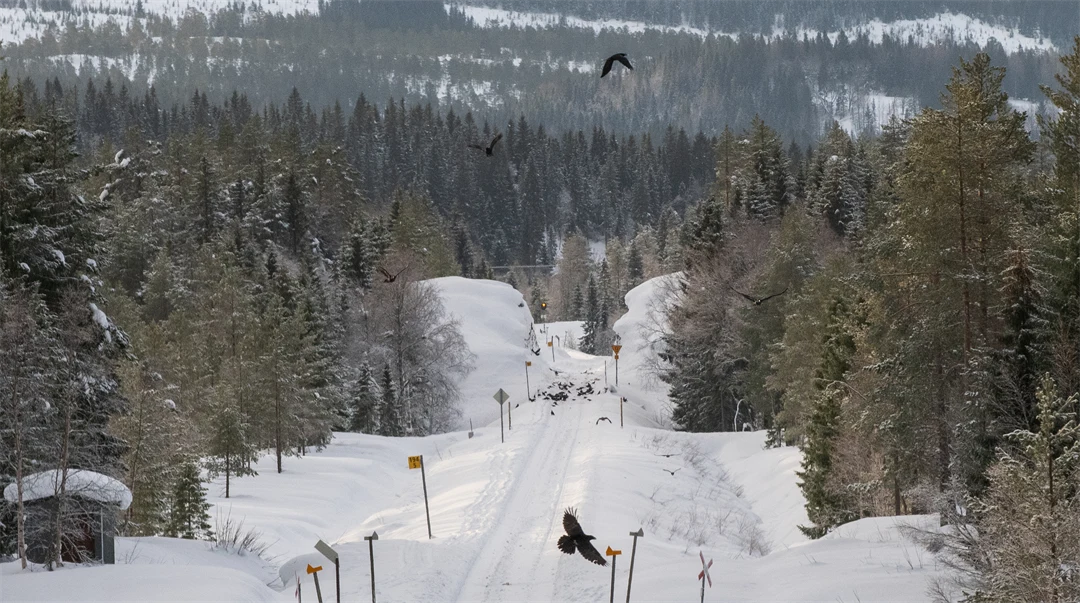 Korpar vid förolyckad ren i vinterlandskap.