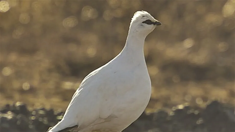 Fjällripa