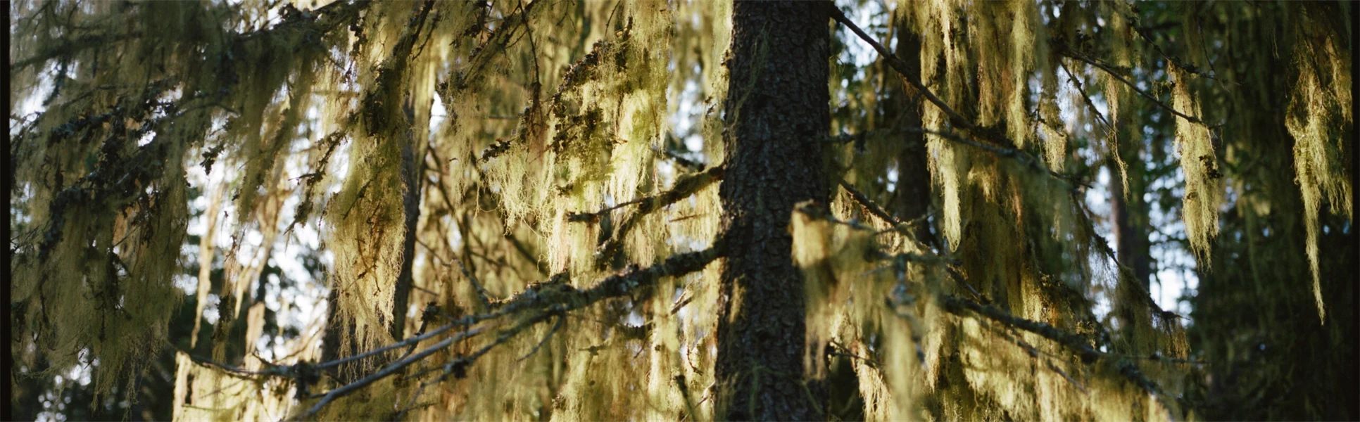 Ett träd med hängande grenar