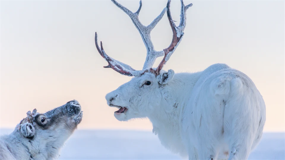 Två vita renar mot en snötäckt bakgrund
