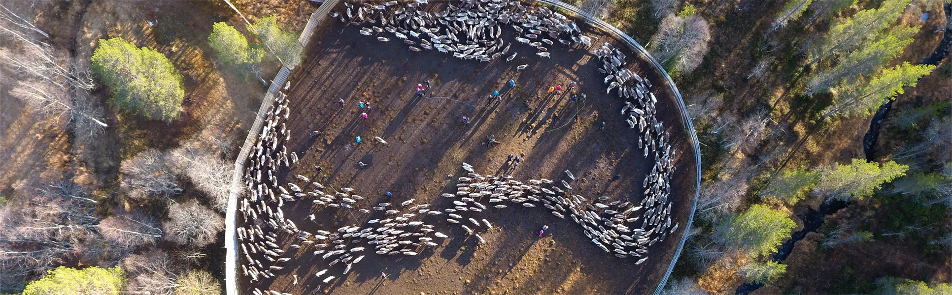 Renhjord i ett rengärde.