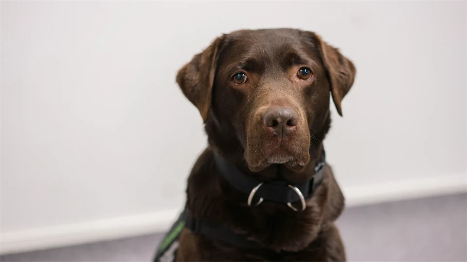 social service dogs