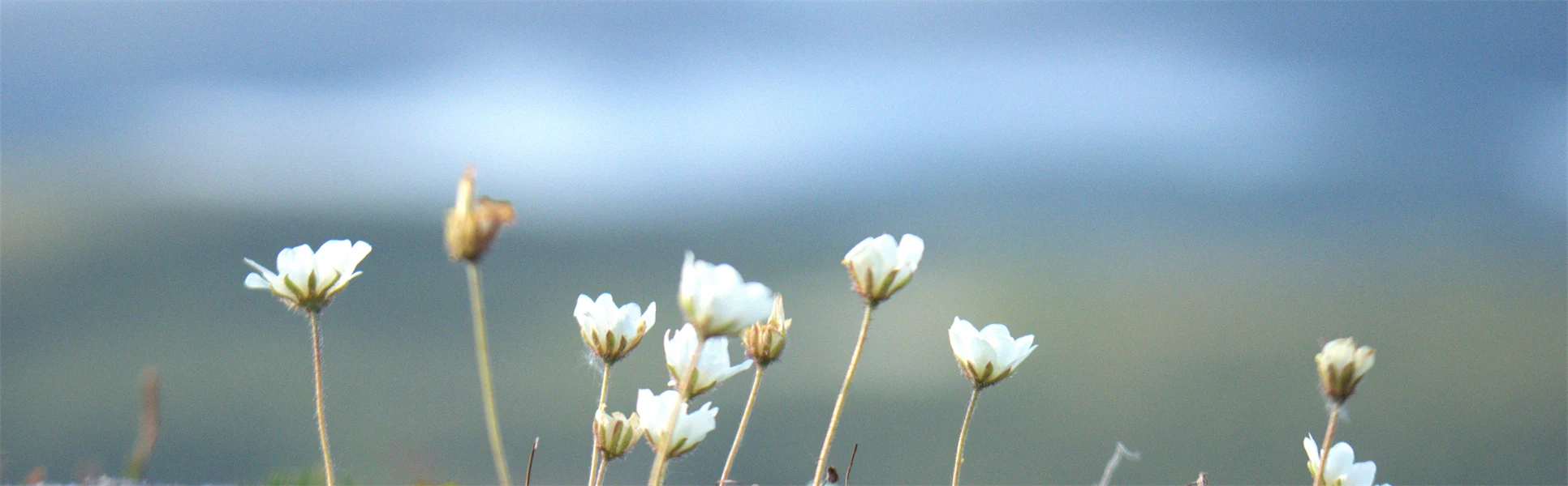 Vita blommor i naturen