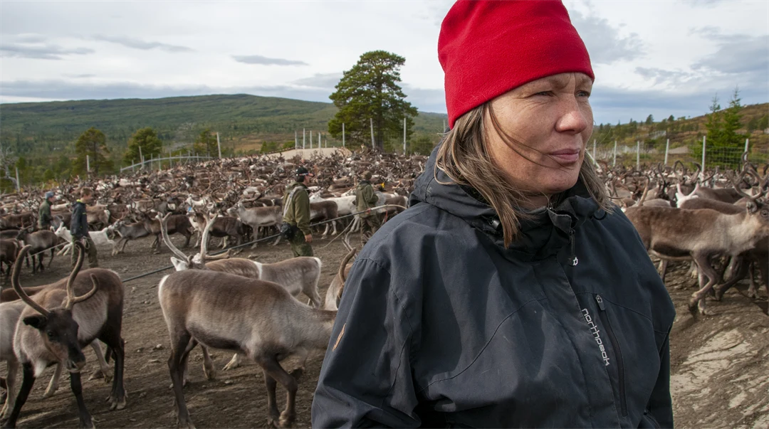 Renskötare i röd mössa i ett rengärde.