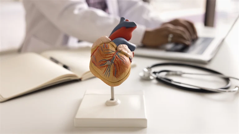 Anatomic heart model.
