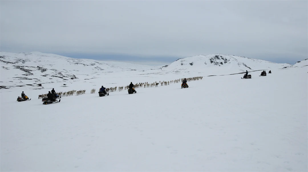 Renskötare på skoter följer sin flock