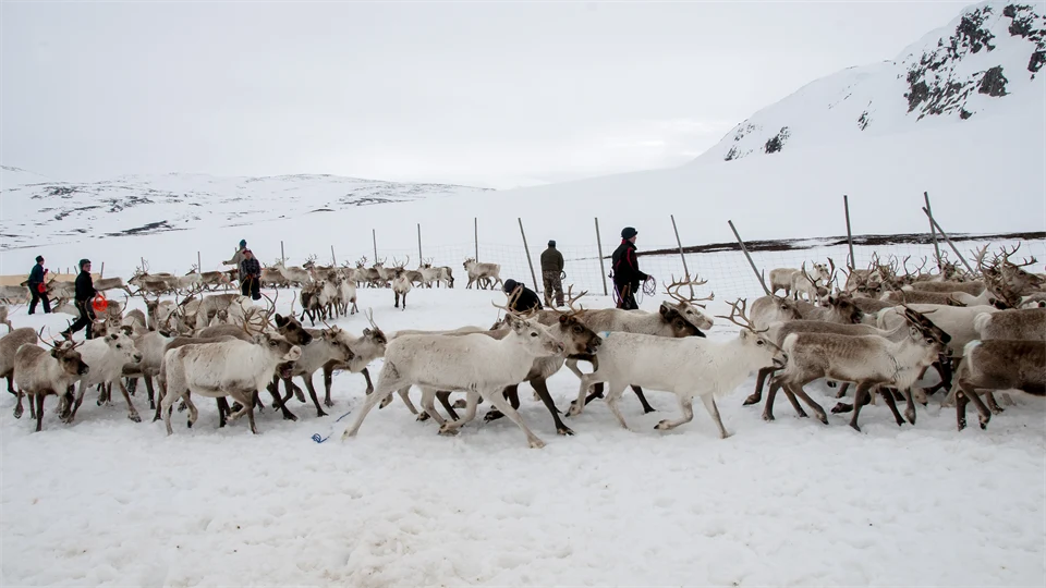 Renar i ett gärde i vinterlandskap.