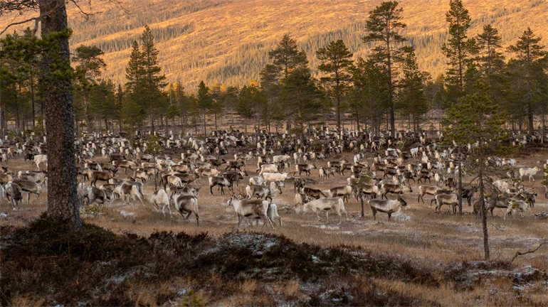 Renar betar på en myr.