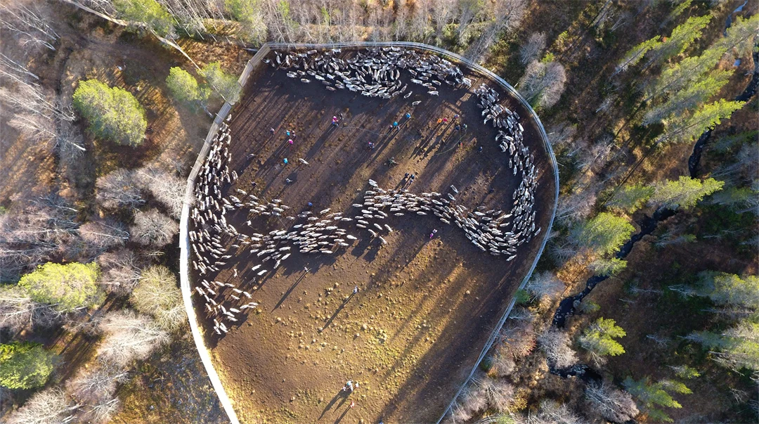 Renhjord i ett rengärde.