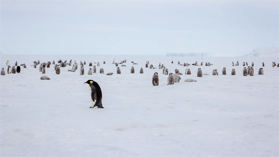 Penguins in a snowy landscape