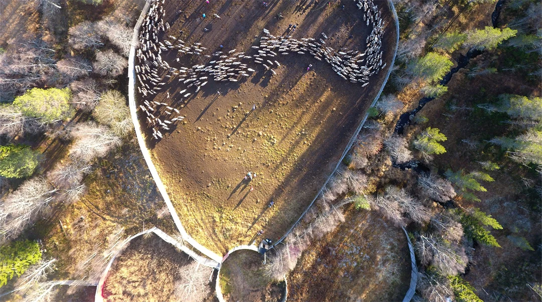 Renhjord i ett rengärde.