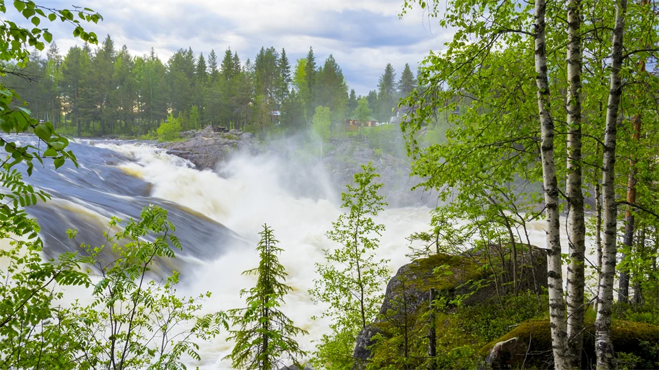 Vattenfall, skummande vatten och björkar