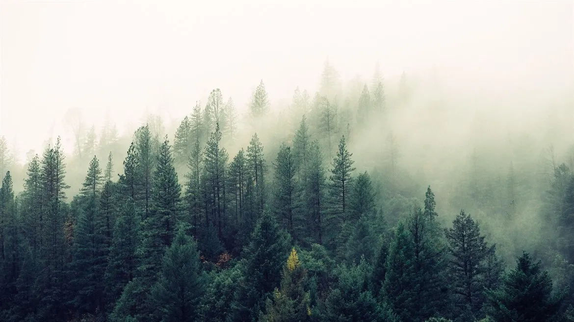 Dimma över skogsområde 