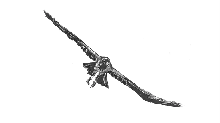 Illustration of a crow.