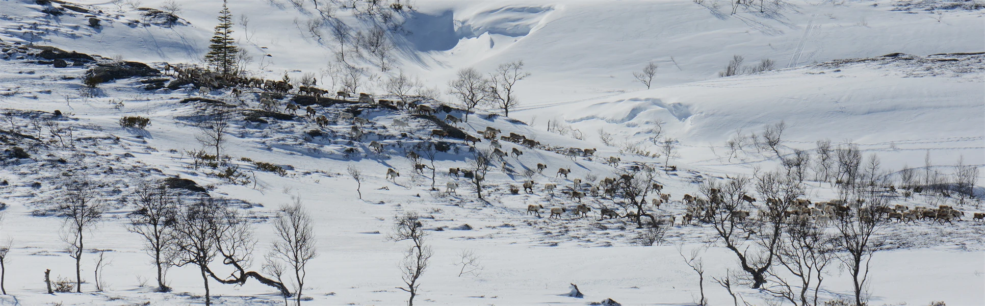 Renar i vinterlandskap