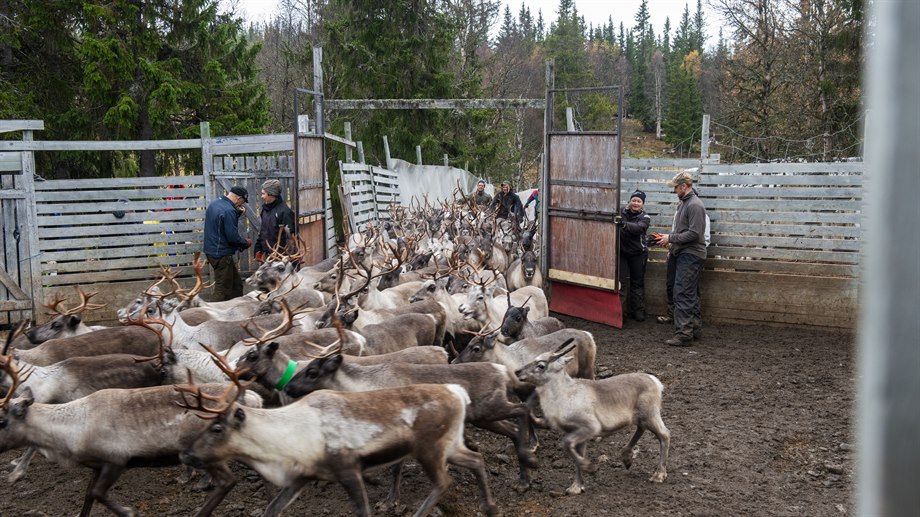 Giedtie / gärde, Långsådalen, Jovnevaerie sameby.