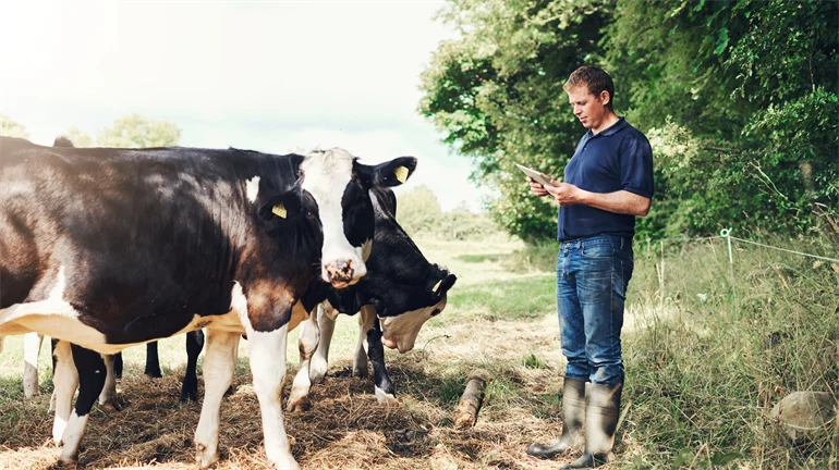 Manlig bonde står vid sidan av ett fält bredvid sina kor. Han håller i en surfplatta.