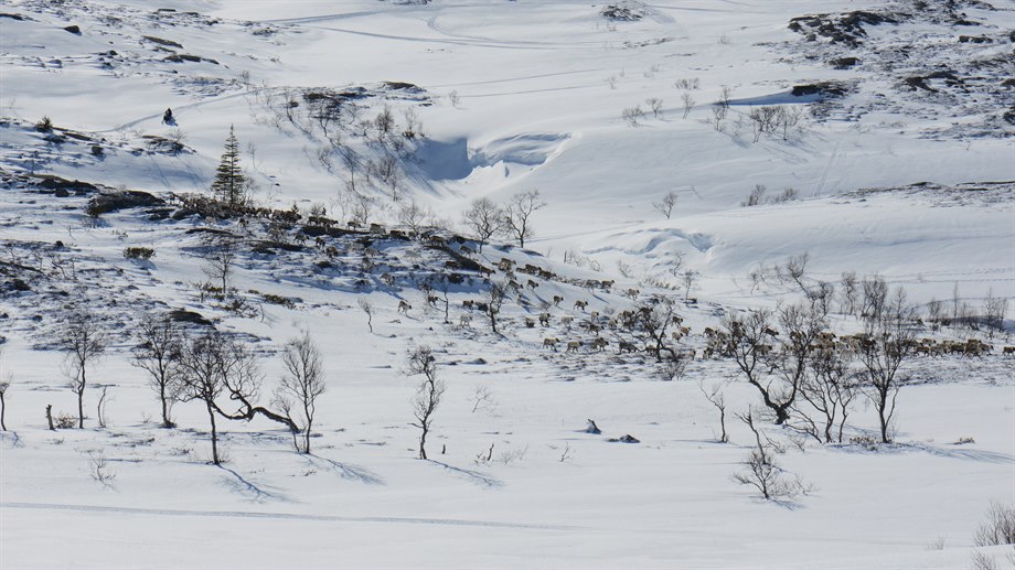 Rensamling för skiljning i Kruanavajje, Njaarke sameby. 