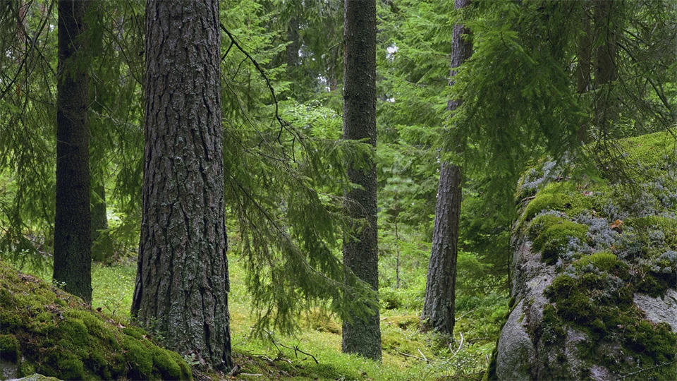 Svensk skog