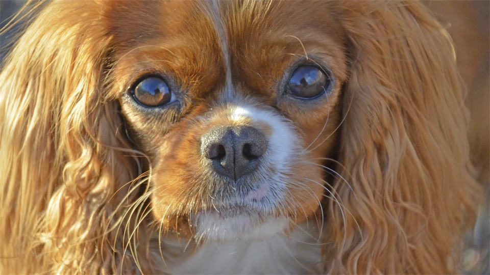 Cavalier King Charles hund