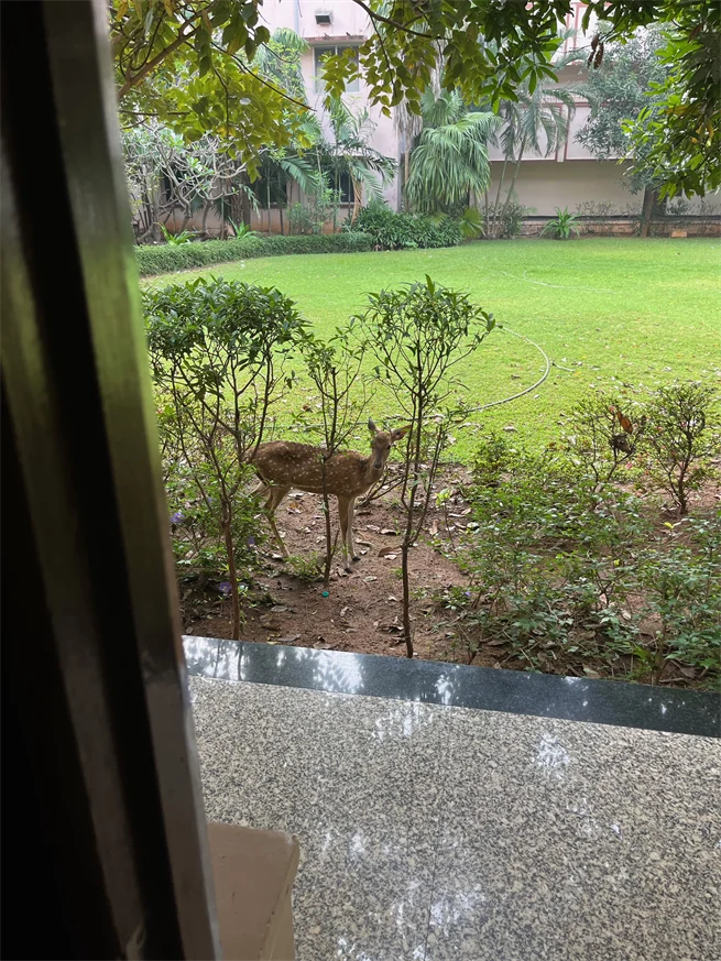 A kind of deer standing in a bush outside a building.