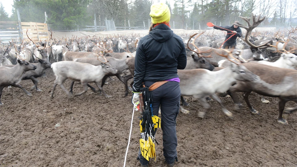 Renskötare i gärde.