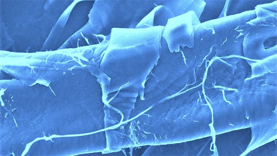 Blå fibrer som syns i ett väldigt starkt mikroskop.