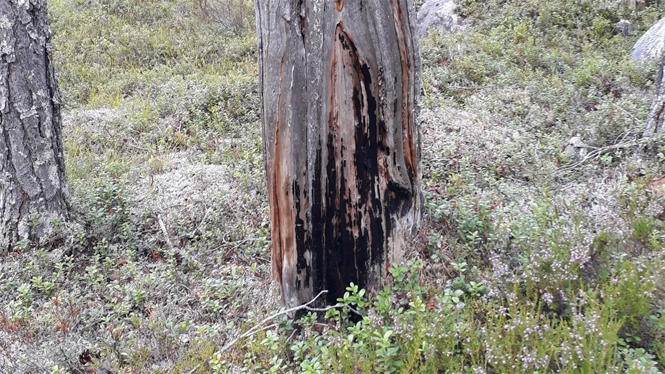 Piece of wood in the forest at Horten