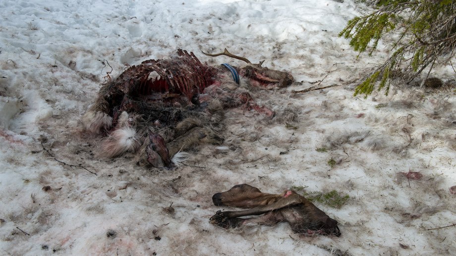 Dräktig vaja med foster, dödade av järv.