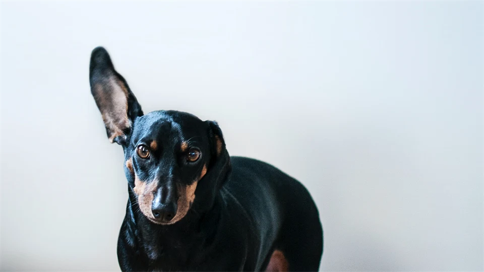 En hund som har ett öra upp. 
