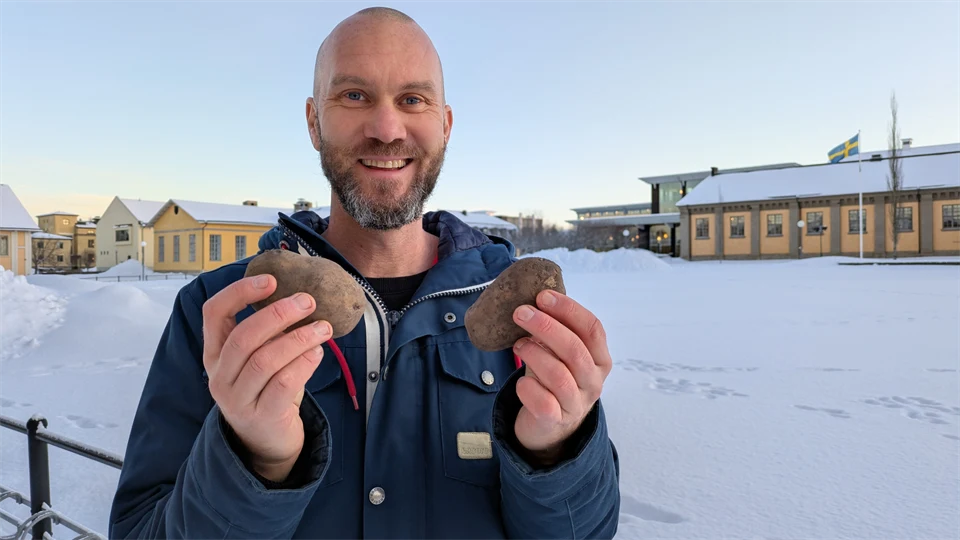 Man håller upp två potatisar