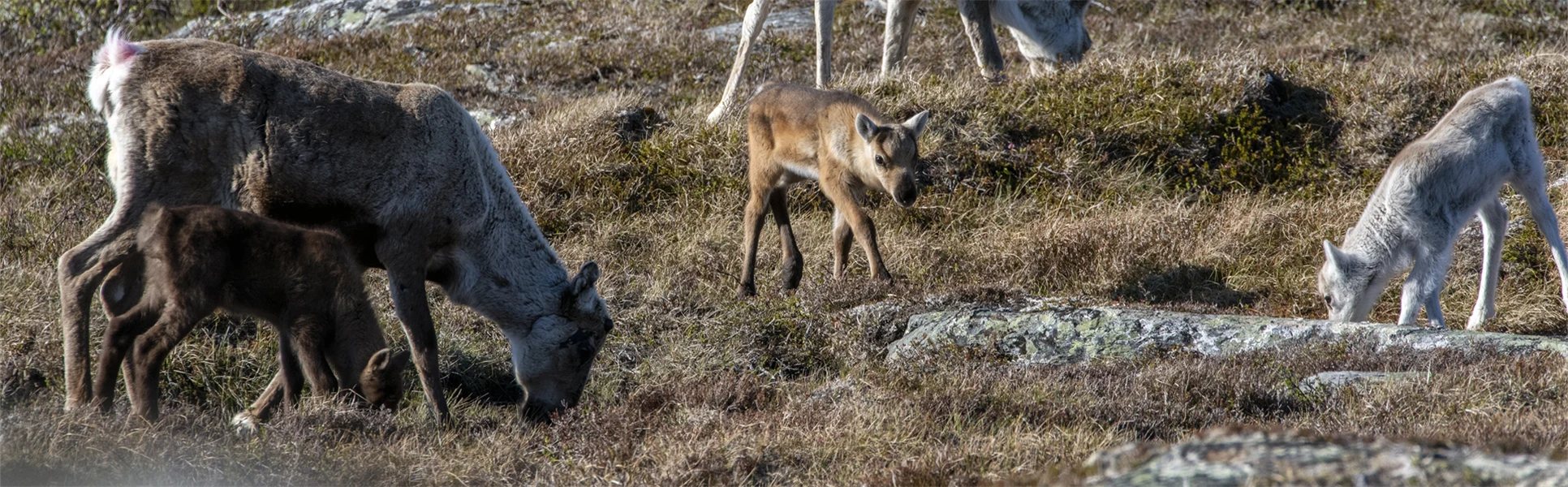 Renkalvar och vajor.