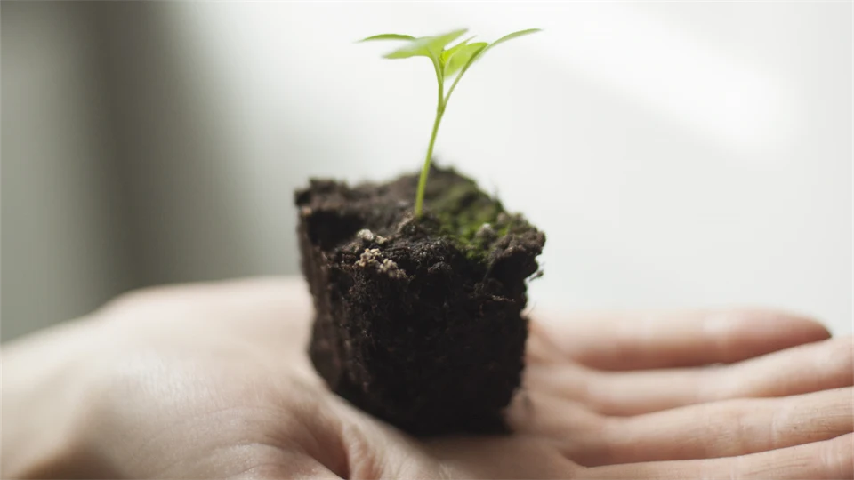Small plant placed in a hand