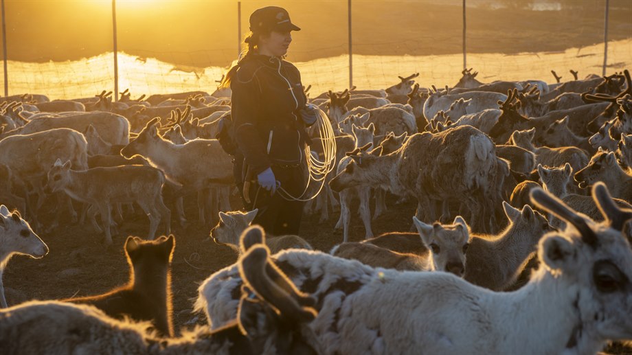 Anna Liisa Jåma vid kalvmärkning i Låarte sijte.