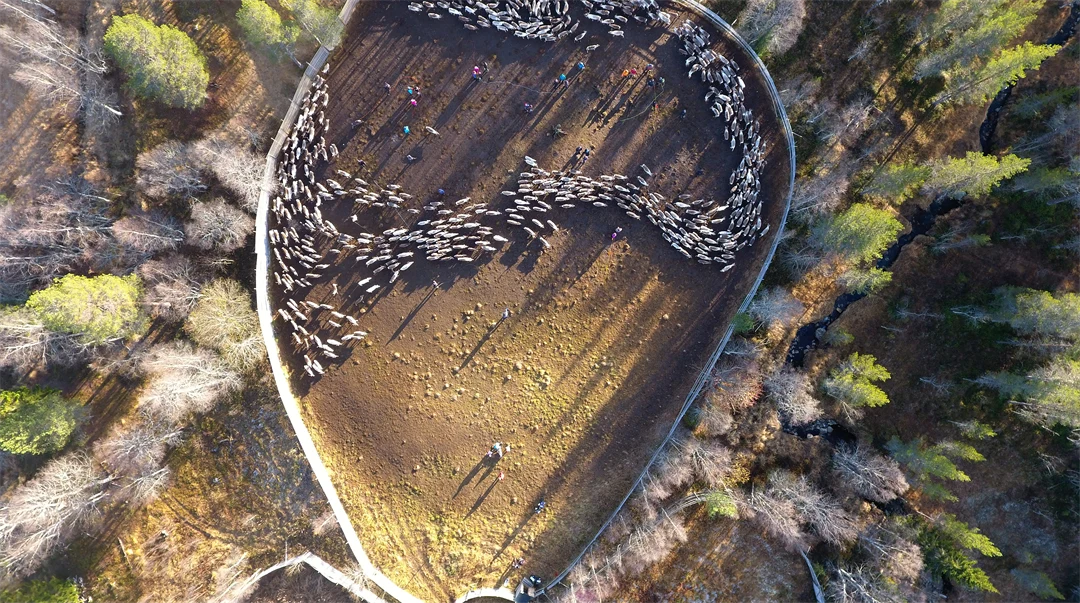 Renhjord i ett rengärde.