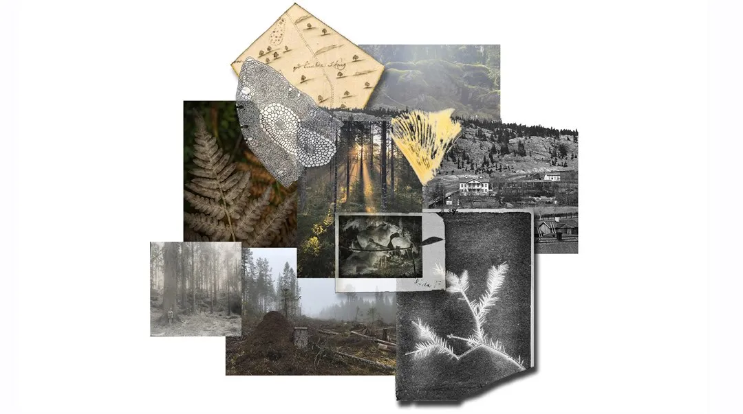 Boreala Bilder collage