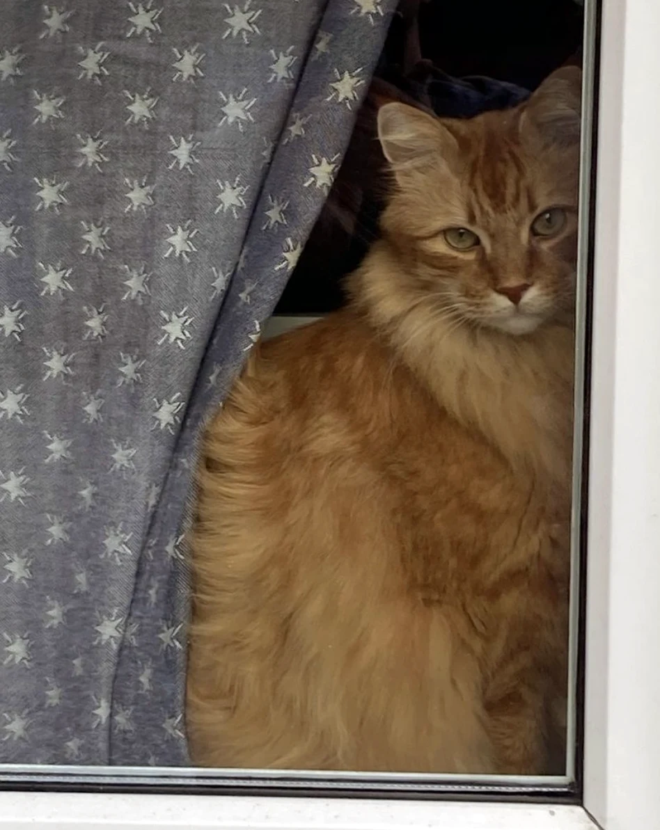 En katt som sitter bakom gardin