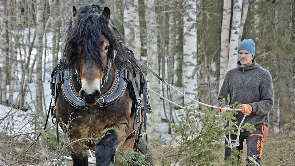 Man walking behind a horse in the forest. 