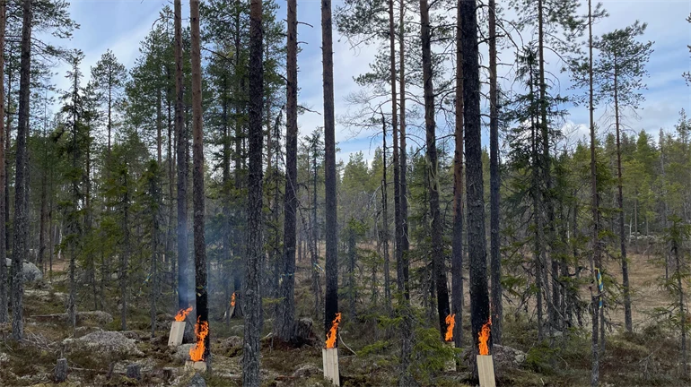 Forest with stem-base burning of the trees