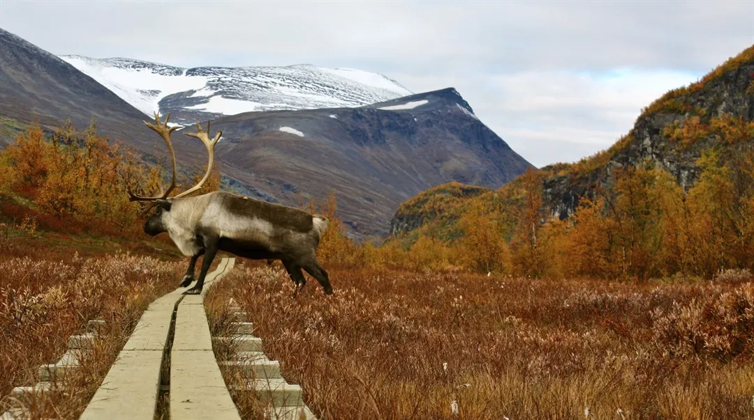 Ren på spång i fjällen