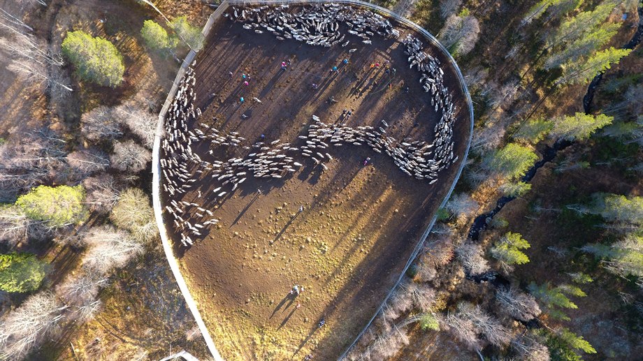 Rensamling i gärde, Låarte sijte.