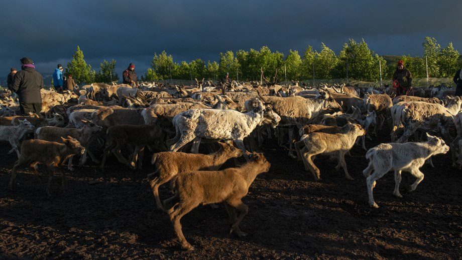Kalvmärkning mitt i natten i Tjalla, Låarte sijte.