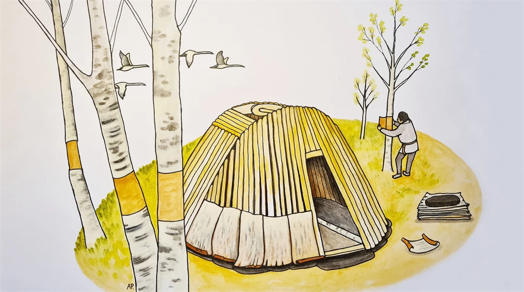 Teckning av en person som tar björknäver och täcker en kåta med det