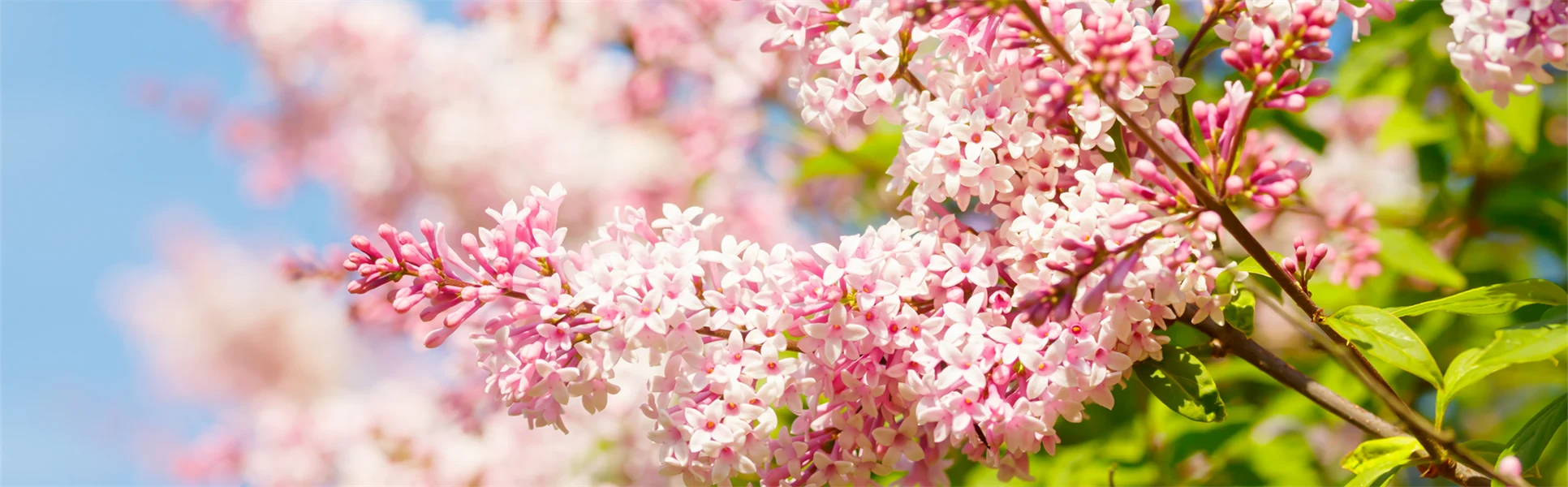 syrenblommor