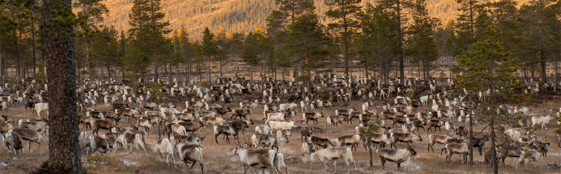 Renar betar på en myr.